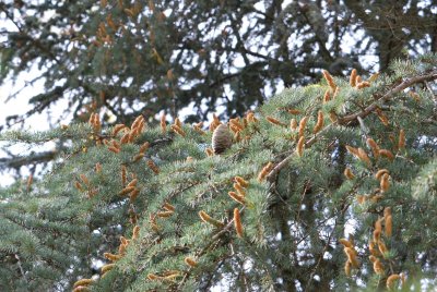 Cedrus atlanitica - cedr atlaský - větve - samčí a samičí šištice